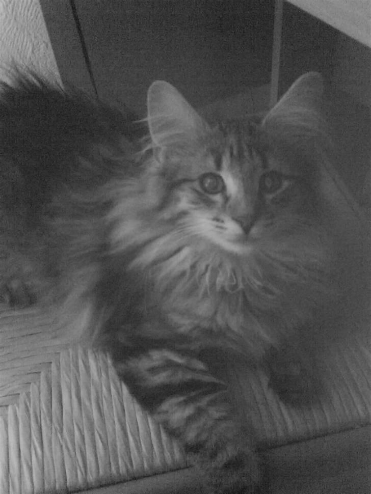 Norsk Skovkat Cæsar - Så sød :) billede 9