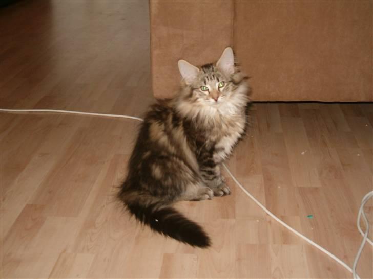 Norsk Skovkat Cæsar - Cæsar i stuen billede 10