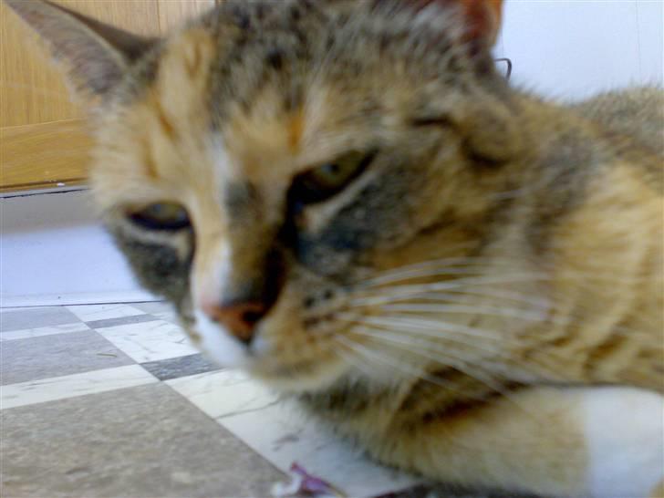 Huskat Missemor - "Flader lige ud " d: billede 1