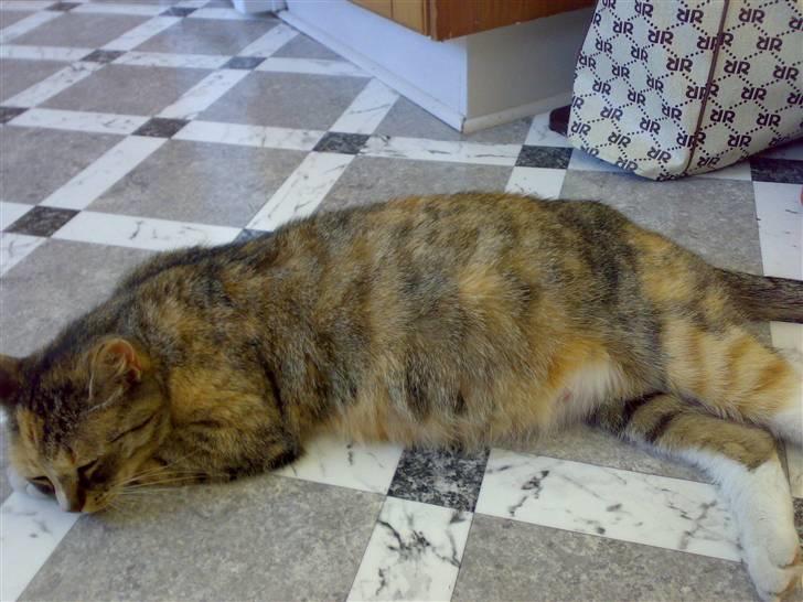 Huskat Missemor - "Dejligt at ligge på gulvet " ? billede 2