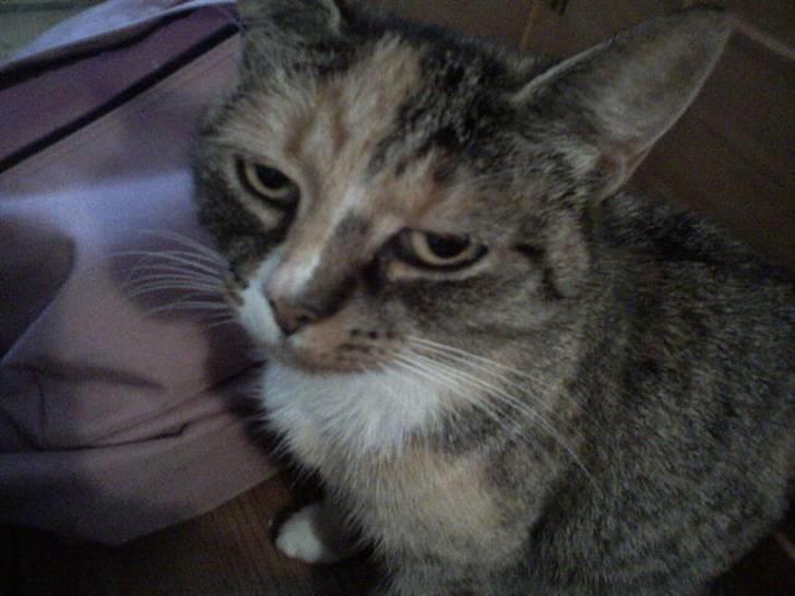 Huskat Missemor - Mis jeg elsker dig så meget kan meget bedre lave lektier når du er der d: billede 3