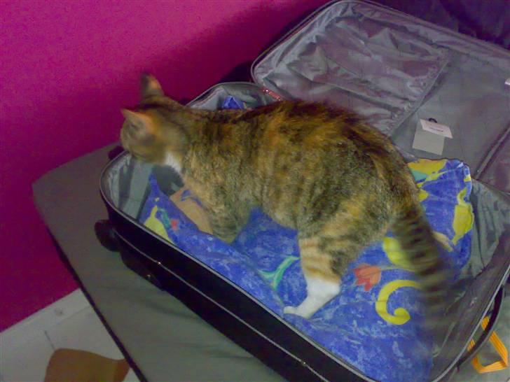 Huskat Missemor - Haha mis hjælper med at pakke kufferteren til Bornholm d: billede 4