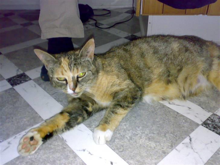 Huskat Missemor - "Grr, Camilla du tager sgu da også hele tiden billeder af mig "  billede 5