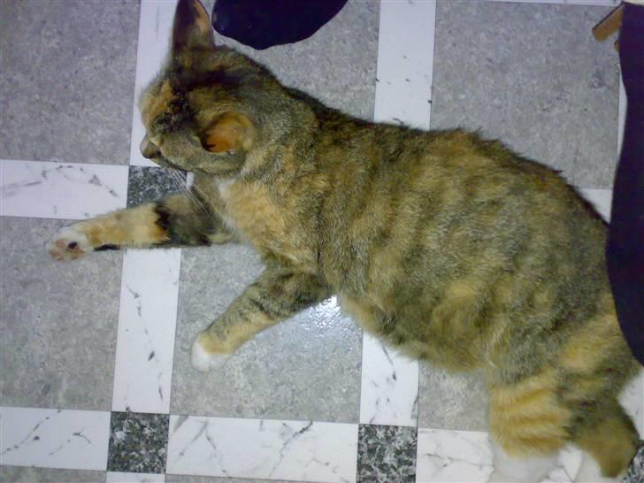 Huskat Missemor - Man kan hvis godt tillade sig at kalde hend "Fededyr" d: ej hah <3 billede 6