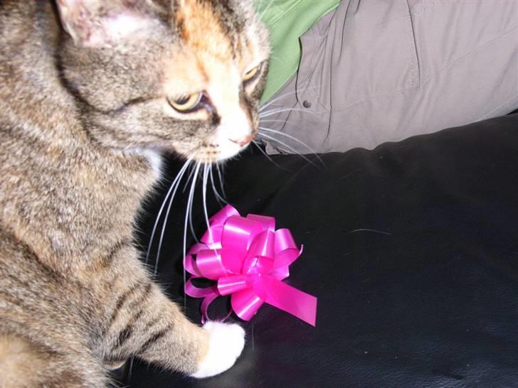 Huskat Missemor - "Jeg er fotogen" d: fra påske billede 9