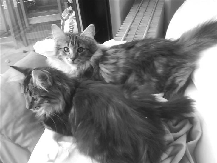 Norsk Skovkat Cæsar - Cæsar med sin søster Bella. Cæsar øverst  billede 11