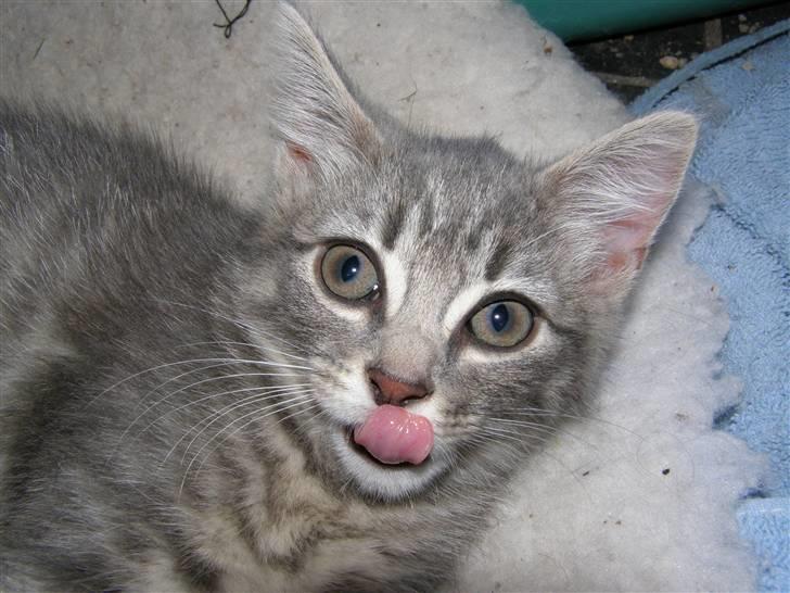 Blanding af racer My billede 1