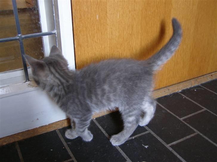 Blanding af racer My billede 2