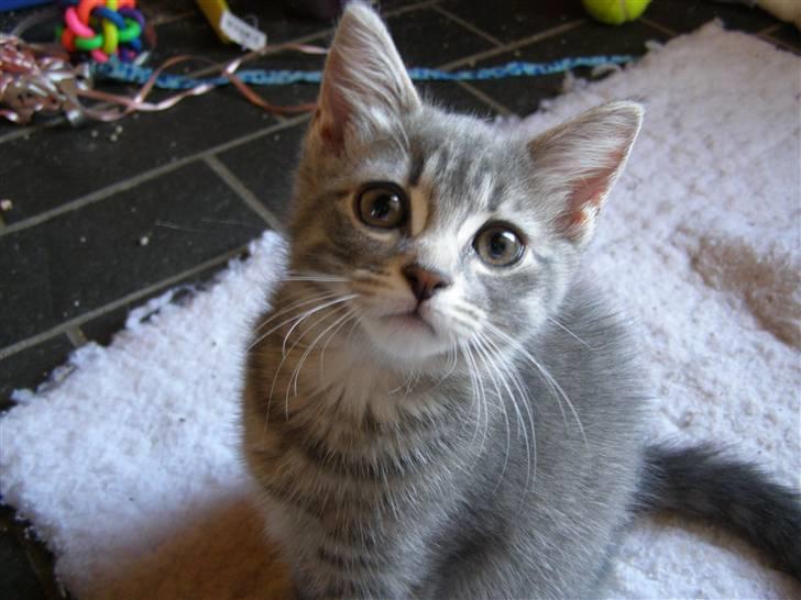 Blanding af racer My billede 3