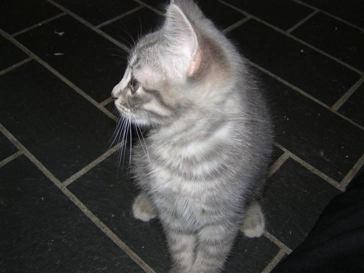 Blanding af racer My billede 4