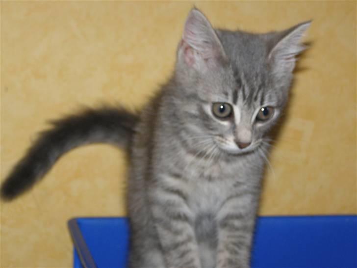 Blanding af racer My billede 5