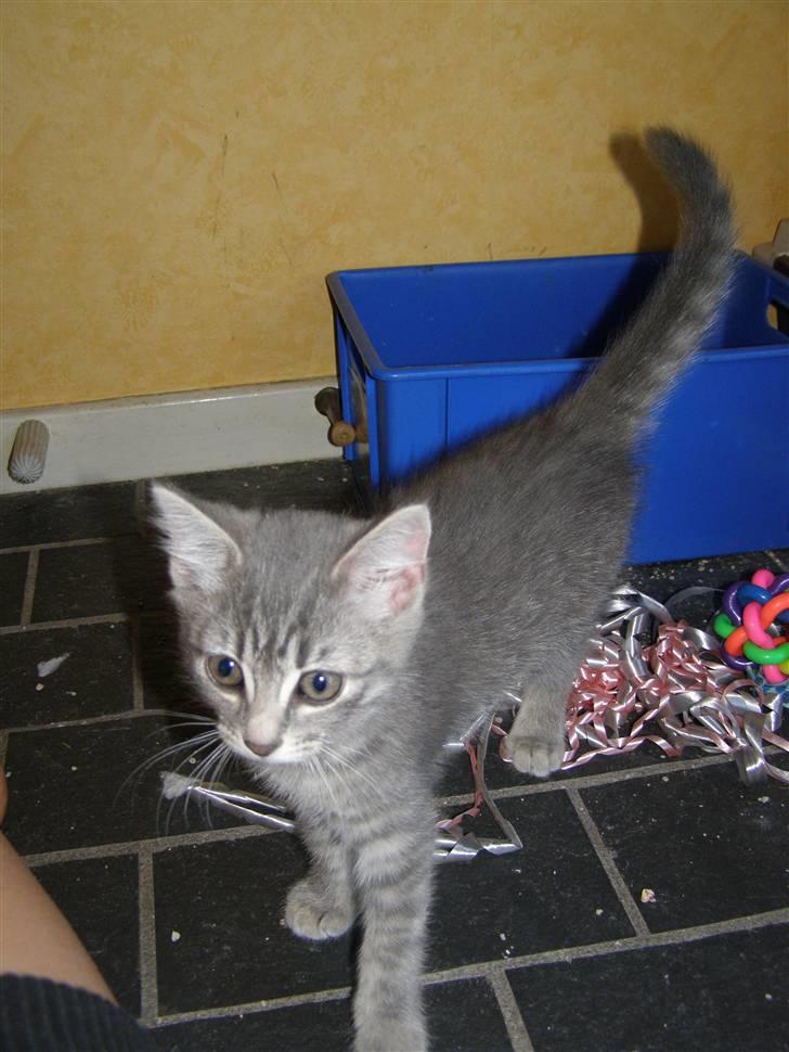 Blanding af racer My billede 6