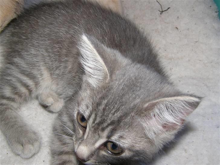 Blanding af racer My billede 7