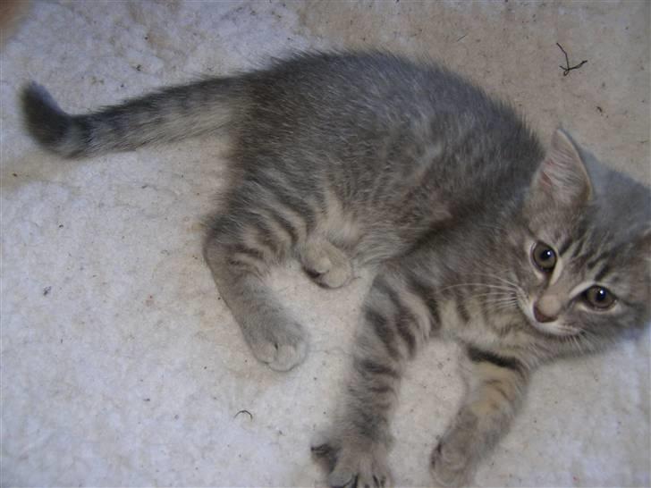 Blanding af racer My billede 8