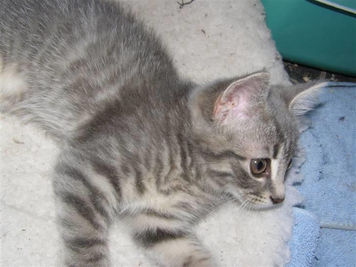 Blanding af racer My billede 9