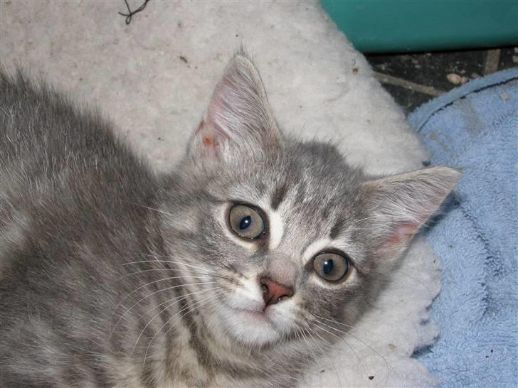 Blanding af racer My billede 10