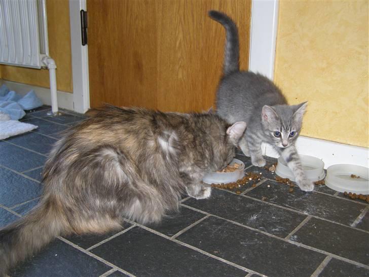 Blanding af racer My - My & hendes mor Zimba billede 12