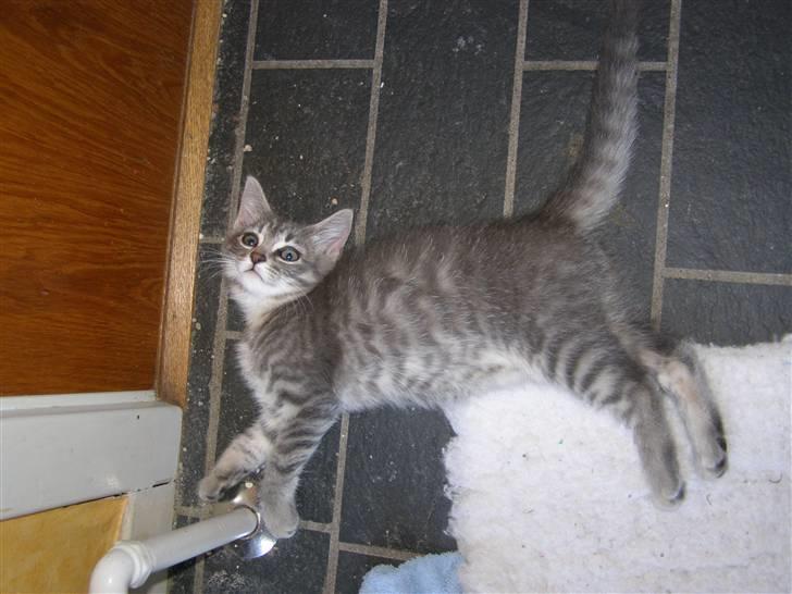 Blanding af racer My billede 13