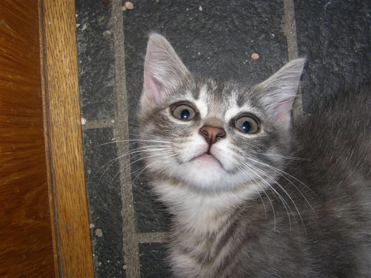 Blanding af racer My billede 14