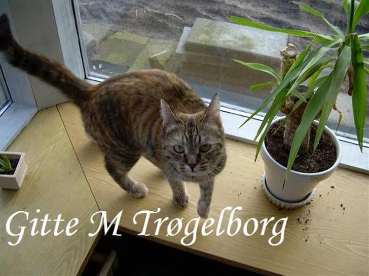 Blanding af racer Foxy *tidligere* - I vindueskarn billede 1