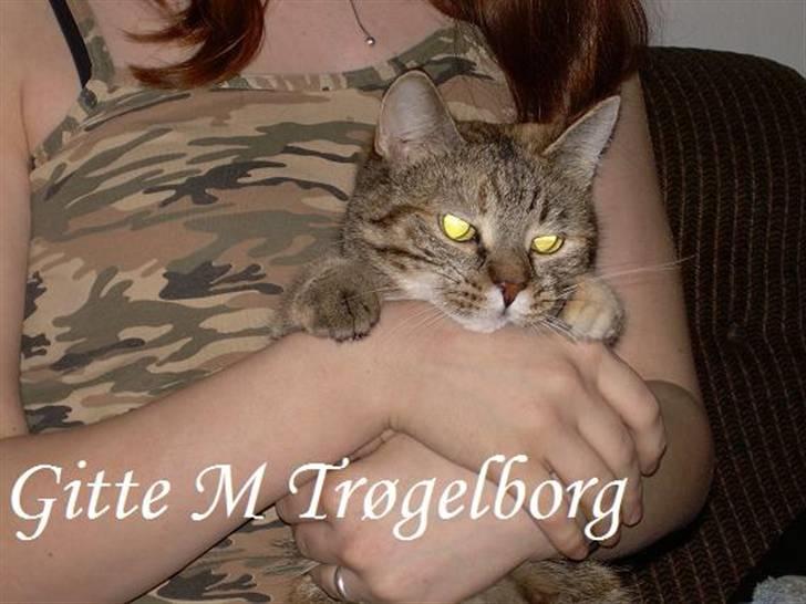 Blanding af racer Foxy *tidligere* billede 2