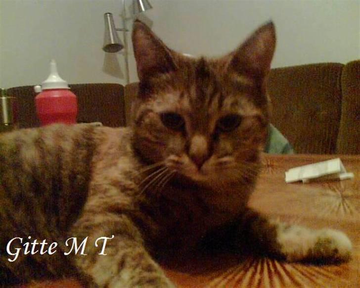 Blanding af racer Foxy *tidligere* billede 3