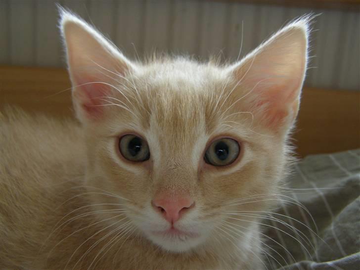 Blanding af racer Cleo billede 1