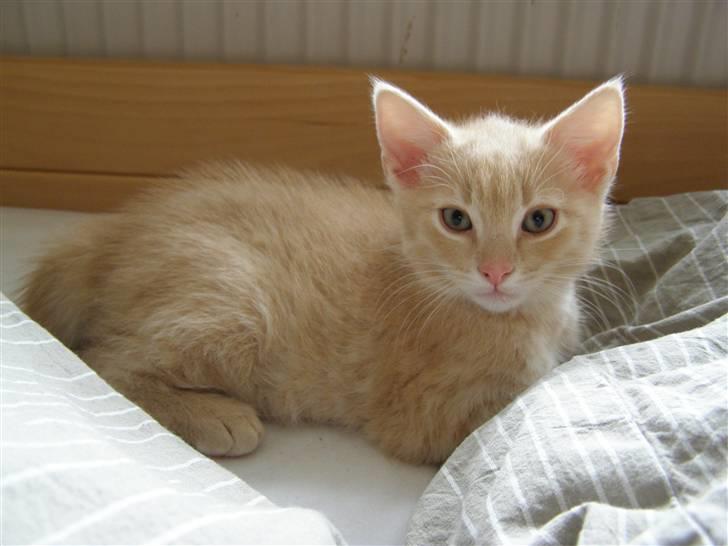 Blanding af racer Cleo billede 2