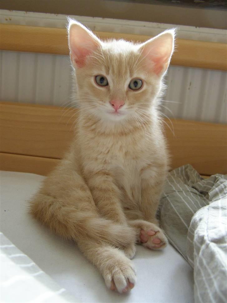 Blanding af racer Cleo billede 3