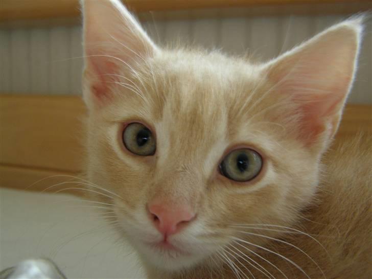 Blanding af racer Cleo billede 4