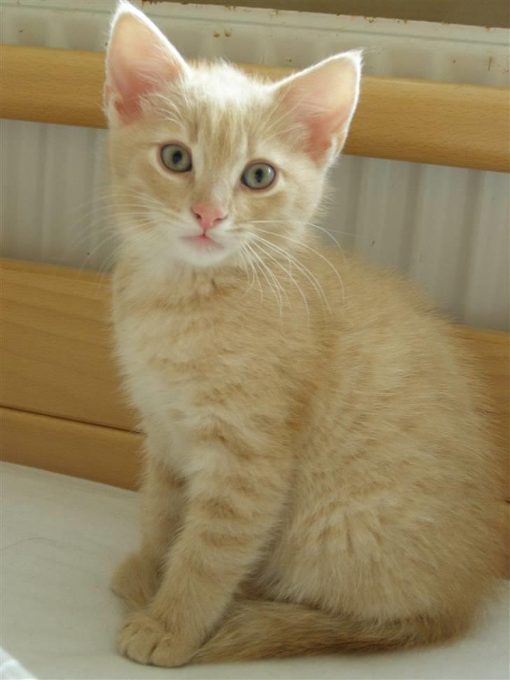 Blanding af racer Cleo billede 5