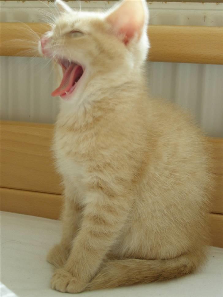 Blanding af racer Cleo billede 6