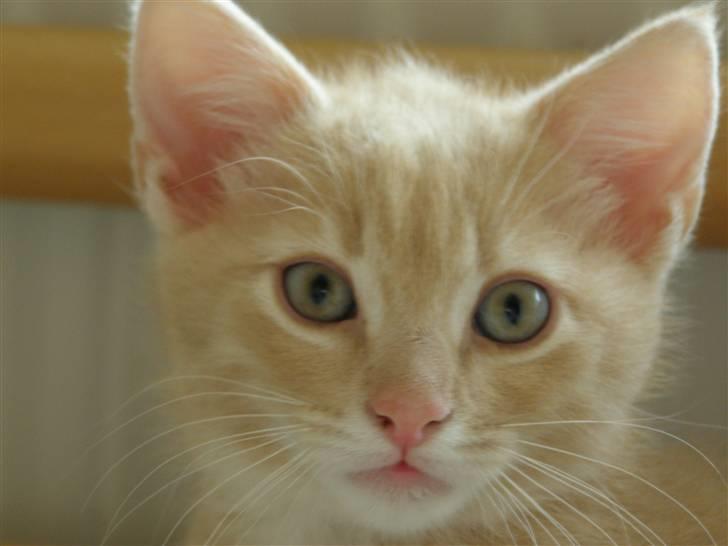 Blanding af racer Cleo billede 7