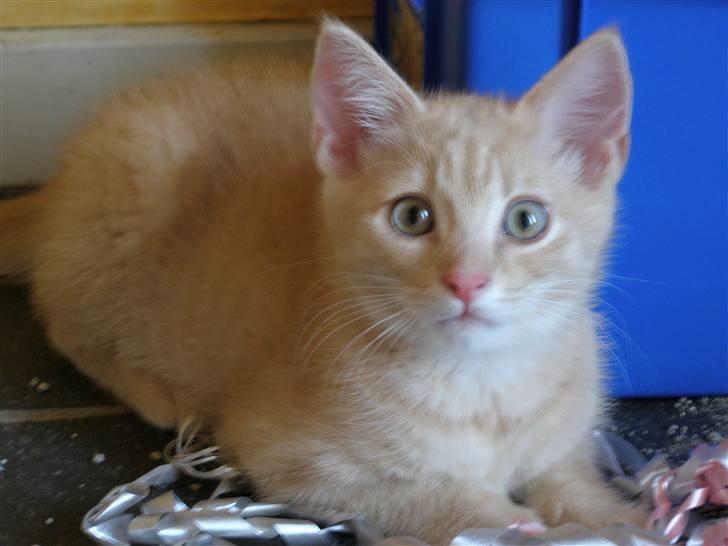 Blanding af racer Cleo billede 8