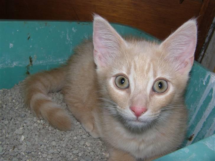 Blanding af racer Cleo billede 9