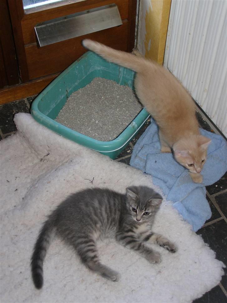 Blanding af racer Cleo - Cleo & hans søster My  billede 10