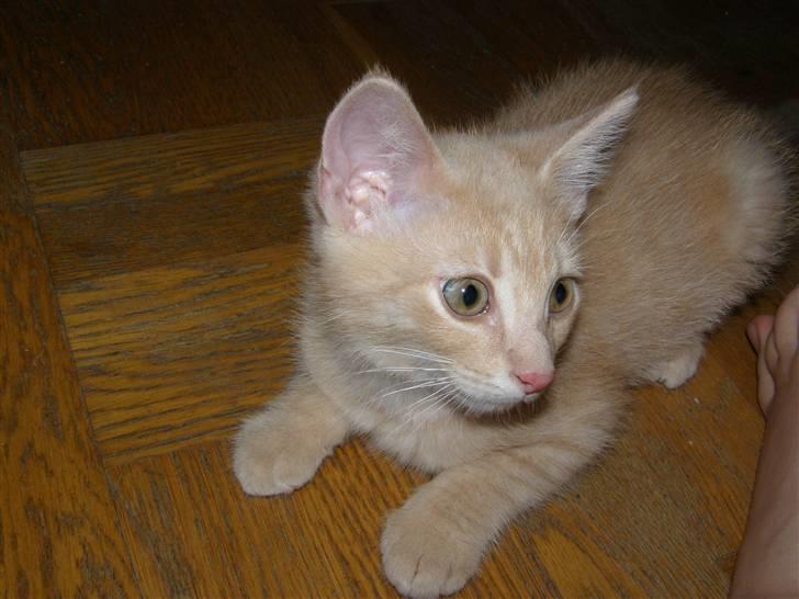 Blanding af racer Cleo billede 11