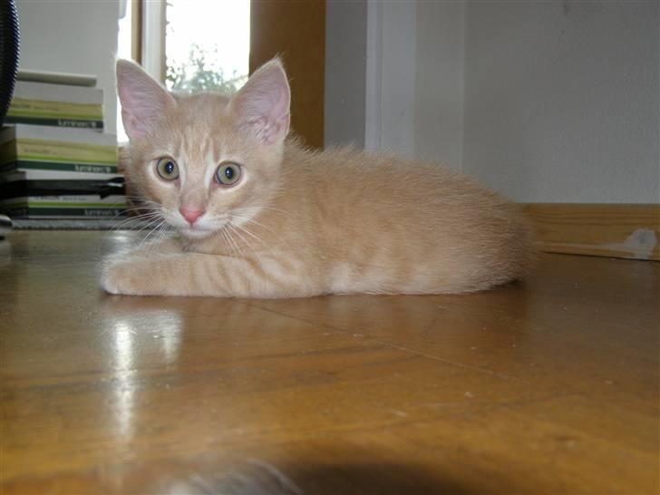 Blanding af racer Cleo billede 12