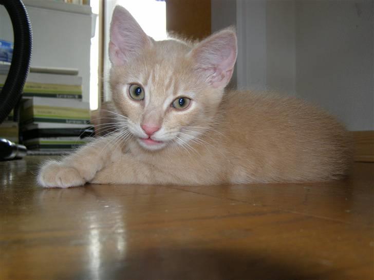 Blanding af racer Cleo billede 13