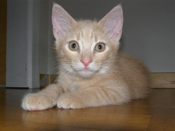 Blanding af racer Cleo billede 14