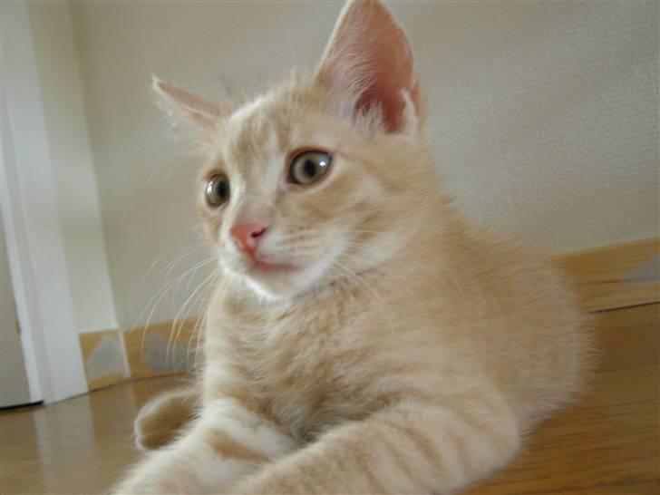 Blanding af racer Cleo billede 15