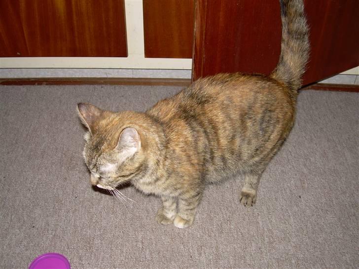 Blanding af racer Foxy *tidligere* - Nusser op ad døren billede 4