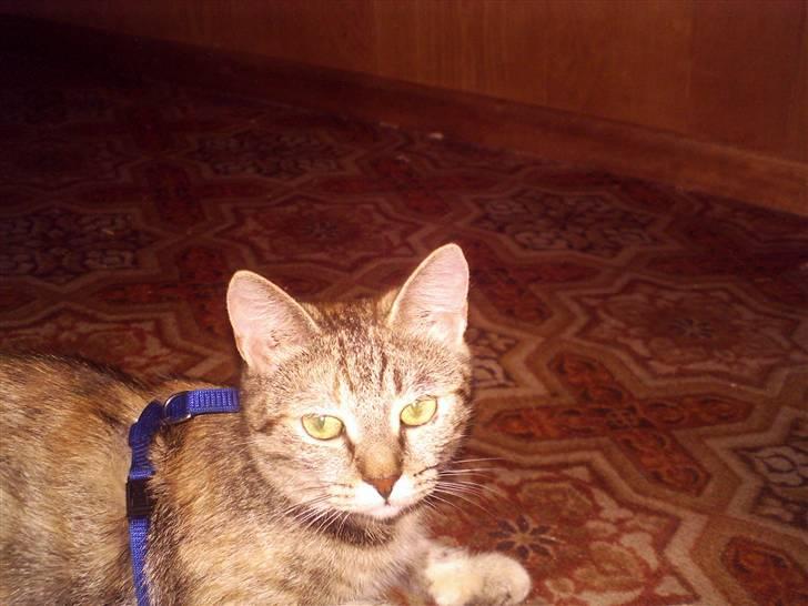 Blanding af racer Foxy *tidligere* - i sele billede 5