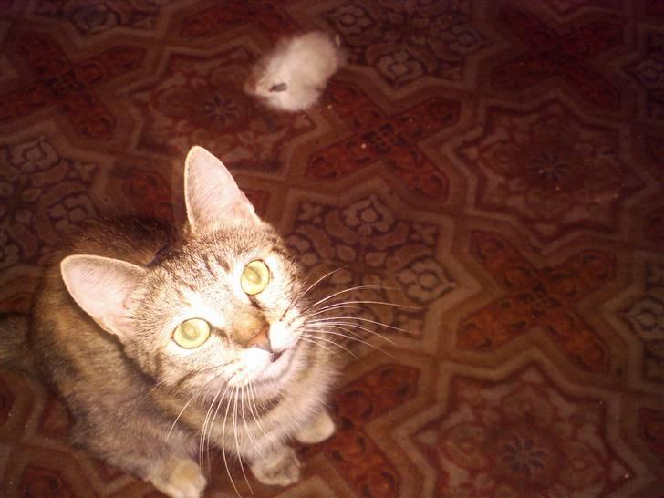 Blanding af racer Foxy *tidligere* billede 6