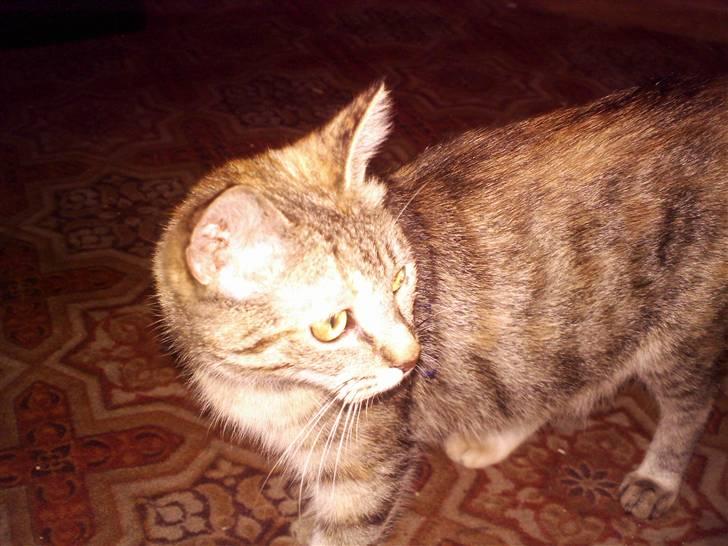 Blanding af racer Foxy *tidligere* billede 7