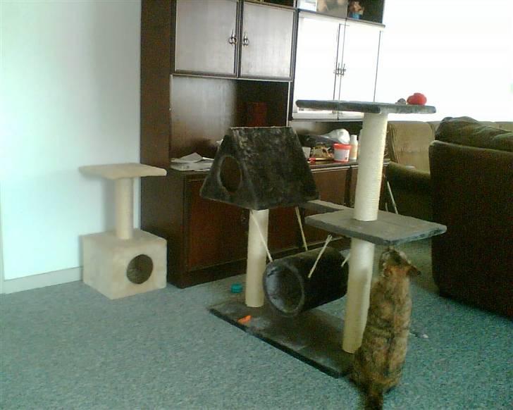 Blanding af racer Foxy *tidligere* billede 8