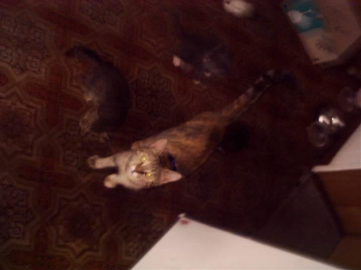 Blanding af racer Foxy *tidligere* billede 9