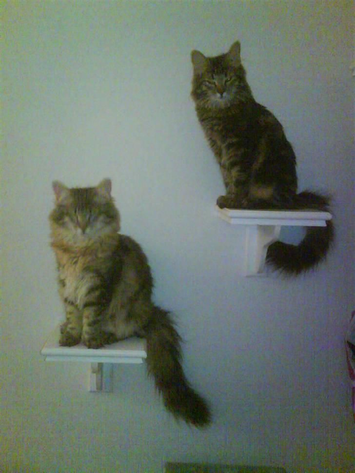 Norsk Skovkat Cæsar - Cæsar (til venstre) med hans søster Bella (til højre) billede 12