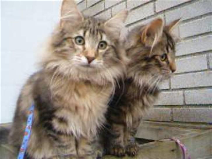 Norsk Skovkat Cæsar - På atanen med misserne. Cæsar til venstre billede 13