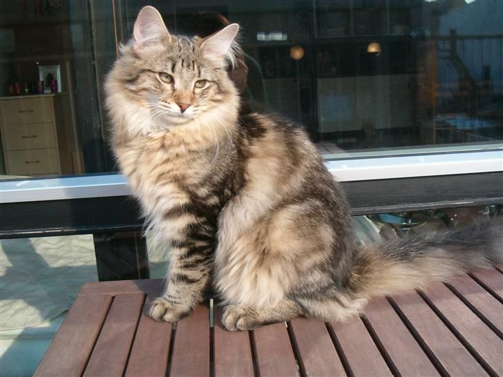 Norsk Skovkat Cæsar - Så flot er han nu! billede 14